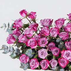 Majestic Purple  Roses