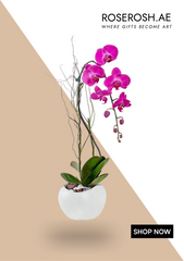Purple Orchids